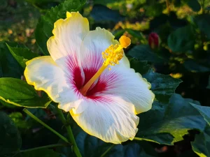 hibiscus