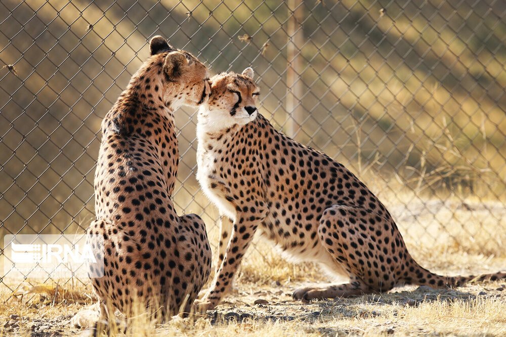 Critically endangered: just 12 cheetahs living in Iran habitats